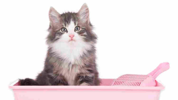 5 consejos para entender por que tu gato va mucho al arenero