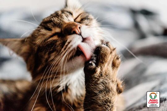 5 consejos para prevenir y tratar las molestas bolas de pelo en gatos 1 5 consejos para prevenir y tratar las molestas bolas de pelo en gatos33