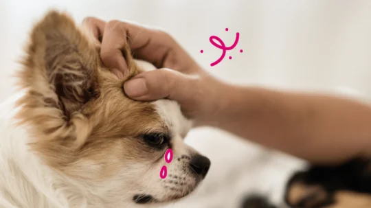 5 consejos para tratar las costras en perros de forma efectiva 1 5 consejos para tratar las costras en perros de forma efectiva30