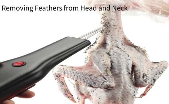 5 consejos para utilizar la máquina para pelar pollos de manera eficiente 2 5 consejos para utilizar la maquina para pelar pollos de manera eficiente82