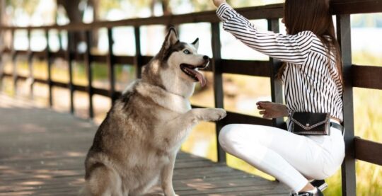 5 efectivas tecnicas para corregir la conducta de tu perro44