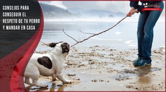 Transformando la agresividad en armonía: consejos para cambiar el comportamiento de tu perro