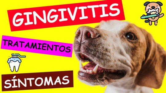 Consejos pr&aacute;cticos para aliviar el malestar en las enc&iacute;as de tu perro