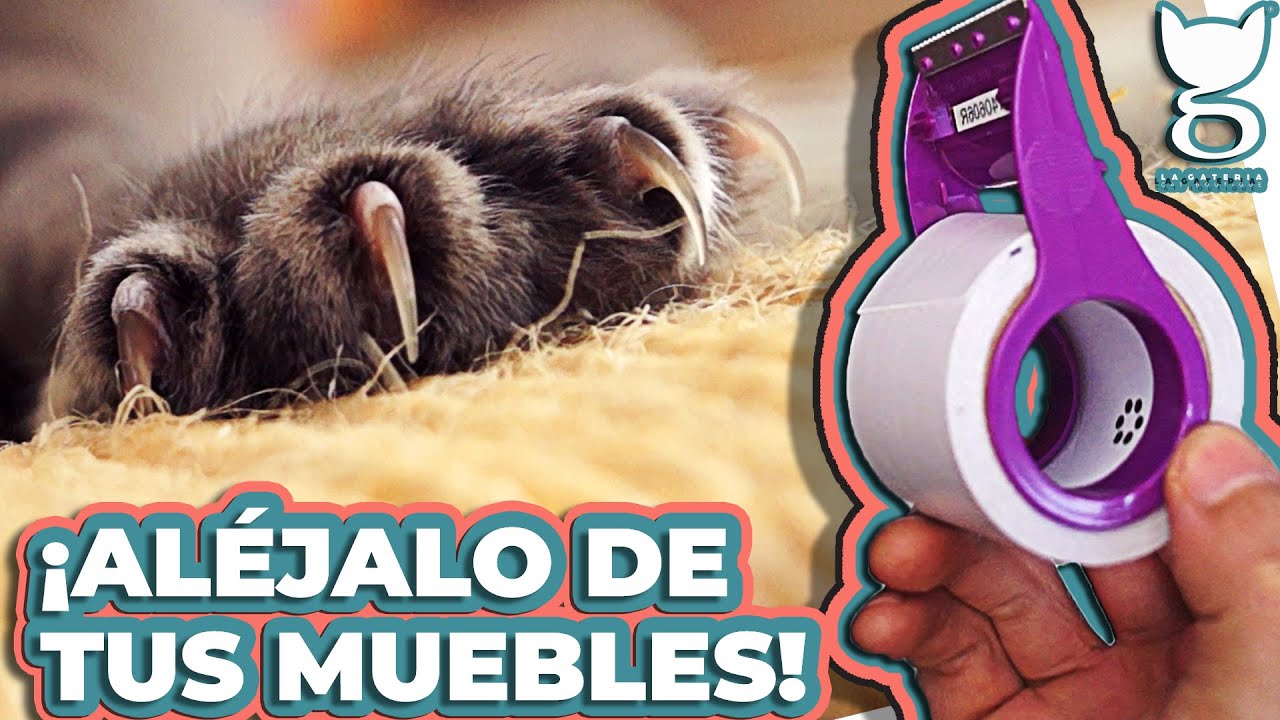 5 efectivos sprays caseros para evitar que los gatos aranen tus muebles