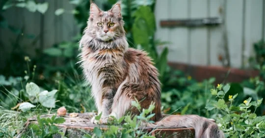 5 encantadoras razas de gatos pequeños que se mantienen adorables para siempre 2 5 encantadoras razas de gatos pequenos que se mantienen adorables para siempre25
