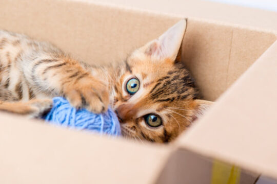 5 encantadoras razas de gatos pequeños que se mantienen adorables para siempre 3 Domesticando a los felinos: Las razas de gatos más adaptables a la enseñanza