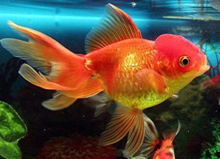5 especies de peces para acuarios de agua caliente: guía completa 1 5 especies de peces para acuarios de agua caliente guia completa