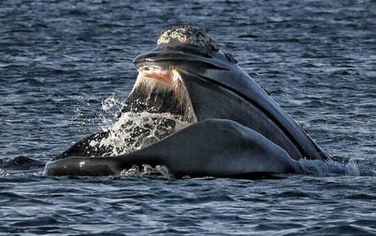 Los sorprendentes h&aacute;bitos alimenticios de la majestuosa ballena franca austral