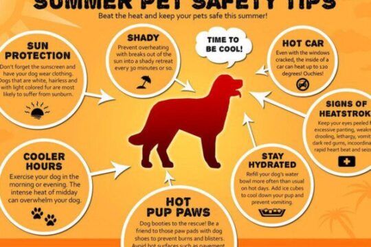 5 formas efectivas de tratar una herida en la almohadilla de tu perro 1 5 formas efectivas de tratar una herida en la almohadilla de tu perro61
