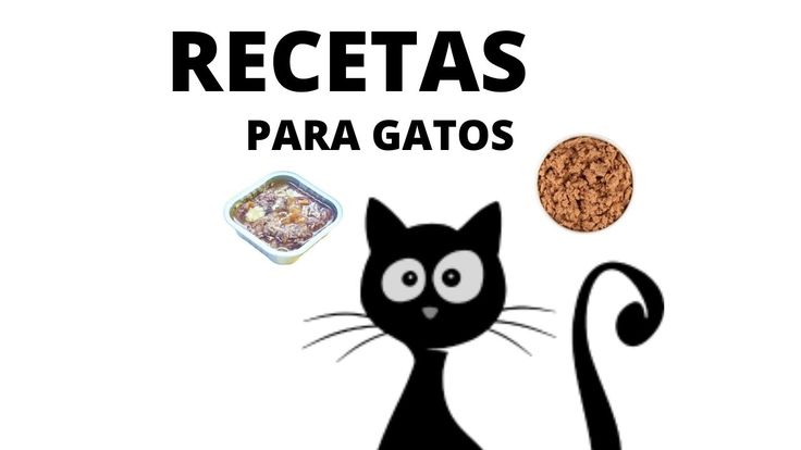 5 ideas geniales para hacer tu propio arenero para gatos en casa 1 5 ideas geniales para hacer tu propio arenero para gatos en casa