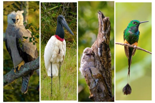Un vistazo al fascinante mundo de los animales con picos: nombres y curiosidades