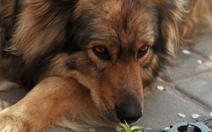 5 posibles razones por las que tu perro se relame en exceso 1 5 posibles razones por las que tu perro se relame en