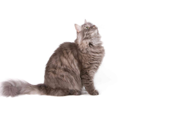 5 razones por las que los gatos de ojos amarillos son irresistibles85