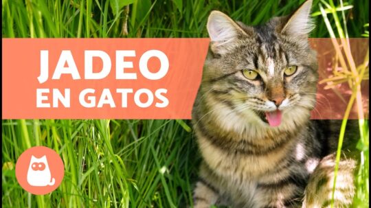 5 razones por las que tu gato respira rápidamente: ¿es normal? 1 5 razones por las que tu gato respira rapidamente es normal8