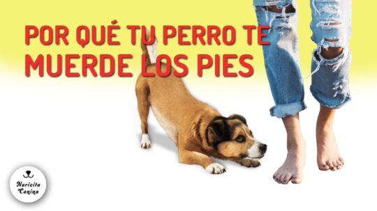 5 razones por las que tu perro te muerde los pies al caminar 2 5 razones por las que tu perro te muerde los pies al caminar21