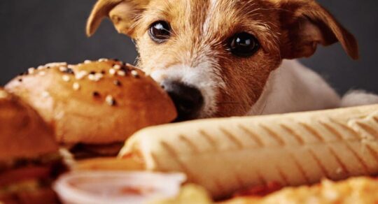 Detecta los signos de una posible obstrucci&oacute;n intestinal en tu perro