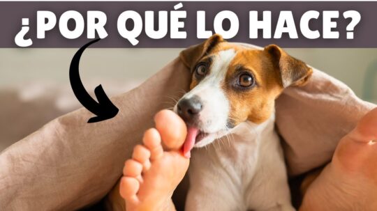 5 razones sorprendentes por las que los perros lamen los pies50
