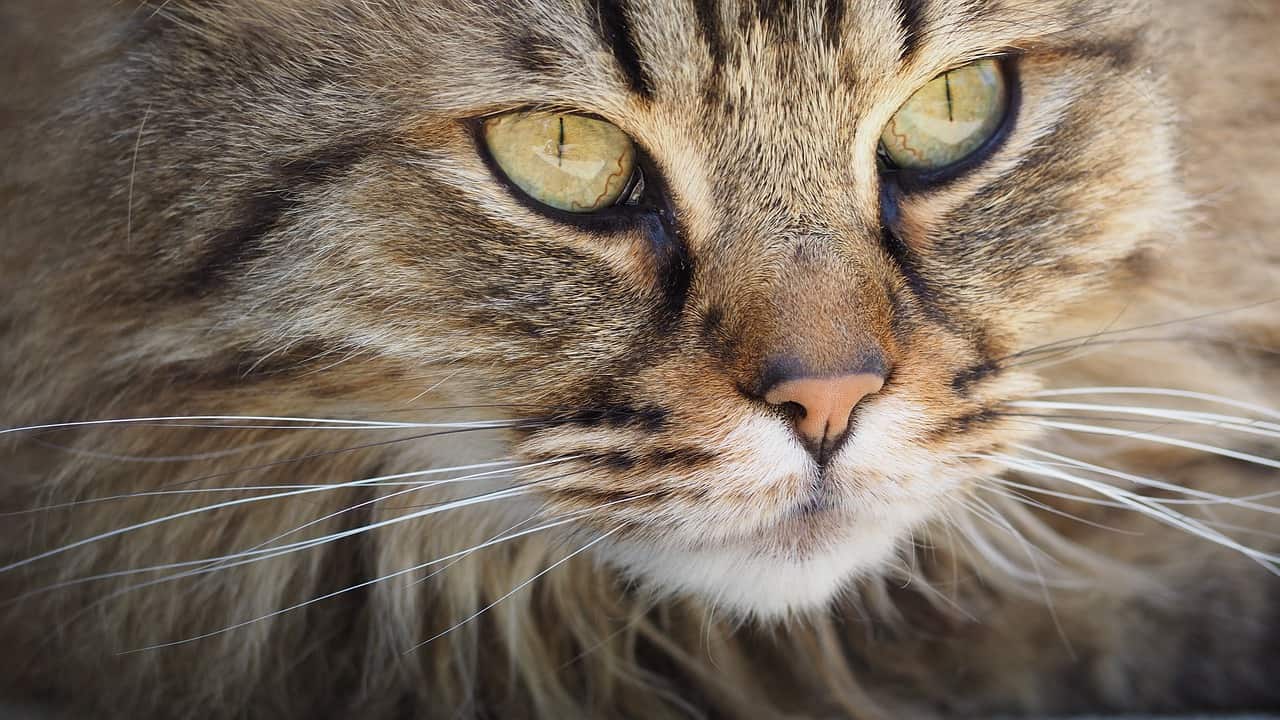 5 soluciones efectivas cuando tu gatito no come ni bebe