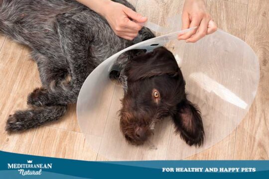 5 soluciones efectivas para evitar que tu perro se muerda las uñas 2 5 soluciones efectivas para evitar que tu perro se muerda las unas12