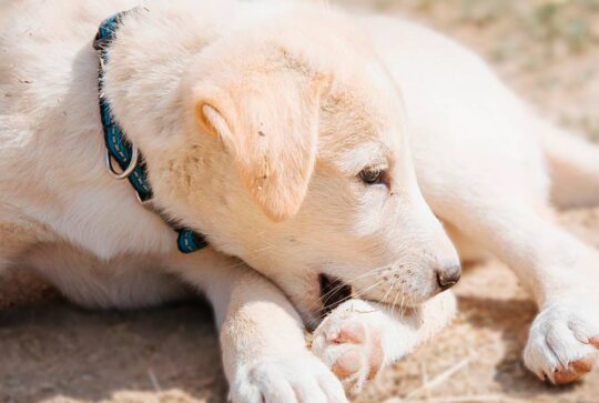 5 soluciones efectivas para evitar que tu perro se muerda las uñas 3 Consejos prácticos para prevenir el hábito de mordisquear las patas de tu querido perro