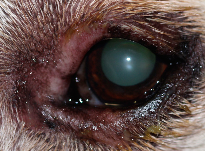 5 soluciones efectivas para tratar los ojos inflamados en perros 1 5 soluciones efectivas para tratar los ojos inflamados en perros