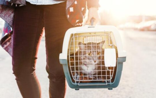 5 trucos efectivos para atrapar a un gato sin utilizar una jaula 2 5 trucos efectivos para atrapar a un gato sin utilizar una jaula34