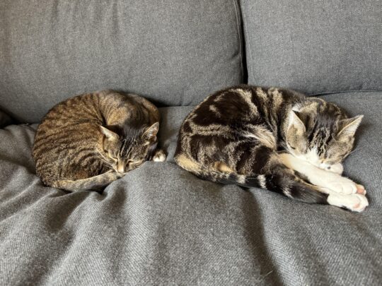 6 consejos para ayudar a tu gato a dormir solo como un campeón 2 6 consejos para ayudar a tu gato a dormir solo como un campeon81