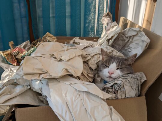 6 consejos para ayudar a tu gato a dormir solo como un campeón 3 Los beneficios sorprendentes de dormir en compañía felina