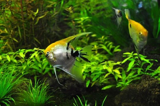 6 especies de peces ideales para tu pecera: consejos y recomendaciones 3 Pez Platy