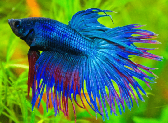 6 especies de peces ideales para tu pecera: consejos y recomendaciones 2 6 especies de peces ideales para tu pecera consejos y recomendaciones86