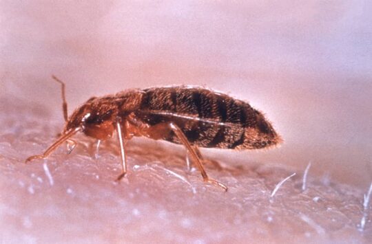 6 formas efectivas para controlar los insectos voladores en tu hogar 2 6 formas efectivas para controlar los insectos voladores en tu hogar6