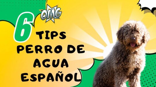7 consejos para cuidar y mantener el pelo largo de tu perro de agua 1 7 consejos para cuidar y mantener el pelo largo de tu perro de agua49
