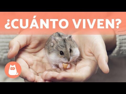 7 ingeniosas ideas para crear tu propio arenero autolimpiable casero 2 7 ingeniosas ideas para crear tu propio arenero autolimpiable casero65