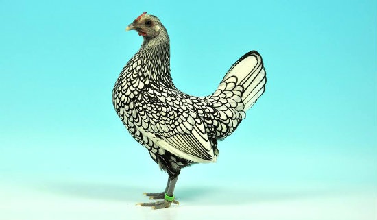 10 increíbles curiosidades sobre las gallinas Sebright oro que no conocías 1 Sebright plateada