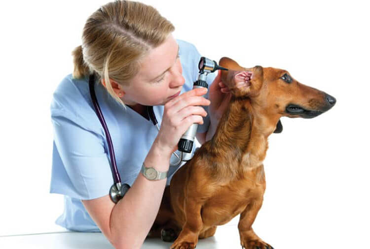 Acaros de la sarna en perros: Causas, síntomas y tratamiento 1 acaros de la sarna en perros causas sintomas y tratamiento