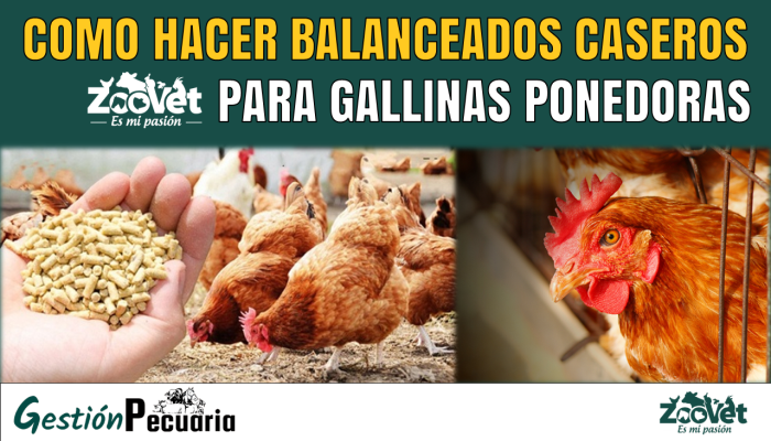 Alimentación saludable para gallinas: consejos y recetas 1 alimentacion saludable para gallinas consejos y recetas
