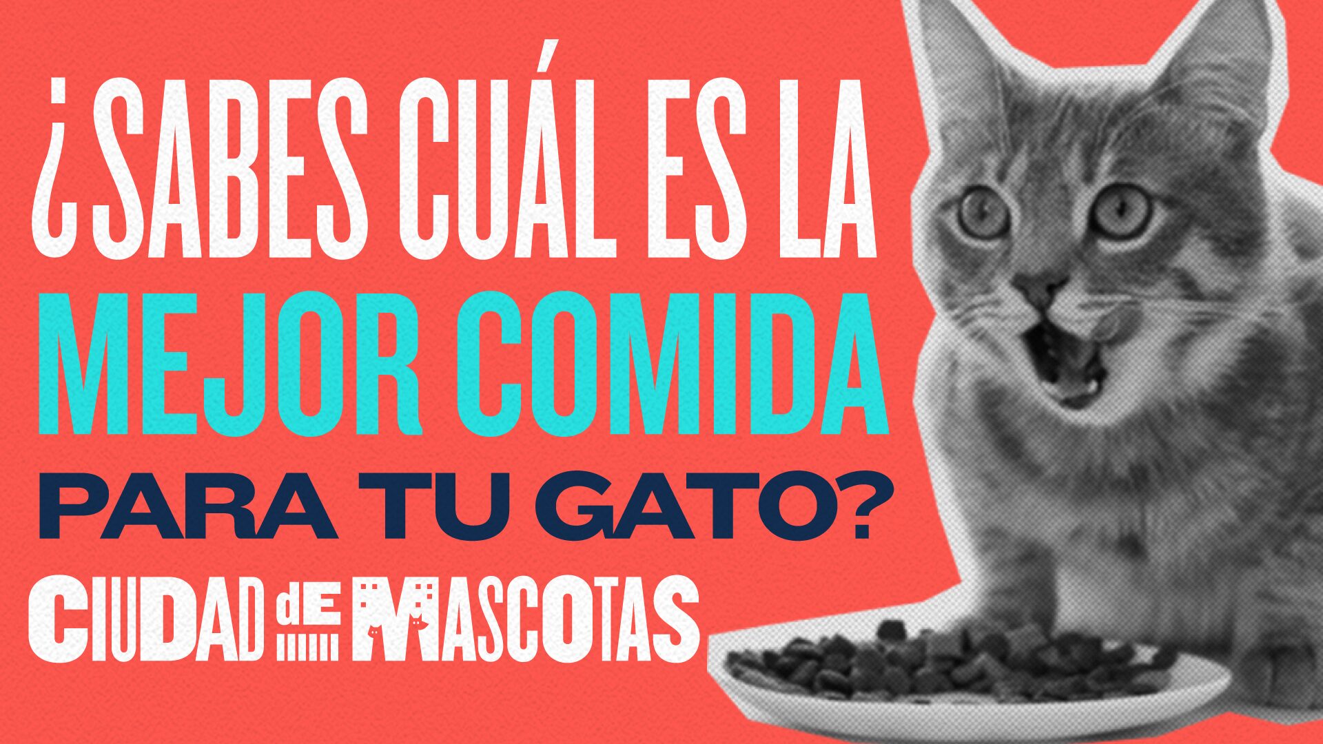Alimento para gatos castrados: ¿Cuál es el mejor? 1 alimento para gatos castrados cual es el mejor