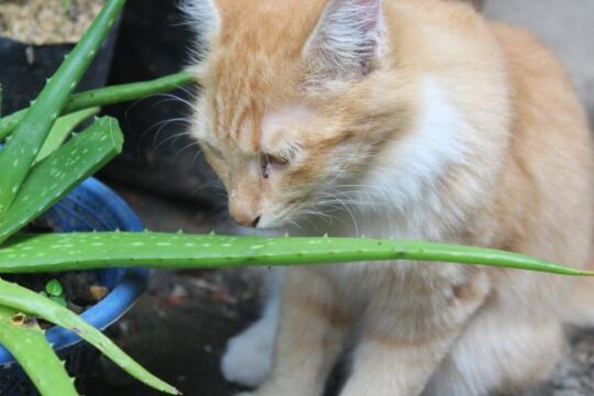 Aloe vera: ¿puede ser tóxico para los gatos? 1 aloe vera puede ser toxico para los gatos8