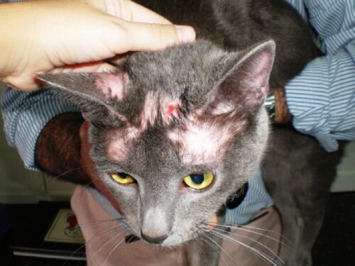 alopecia felina48