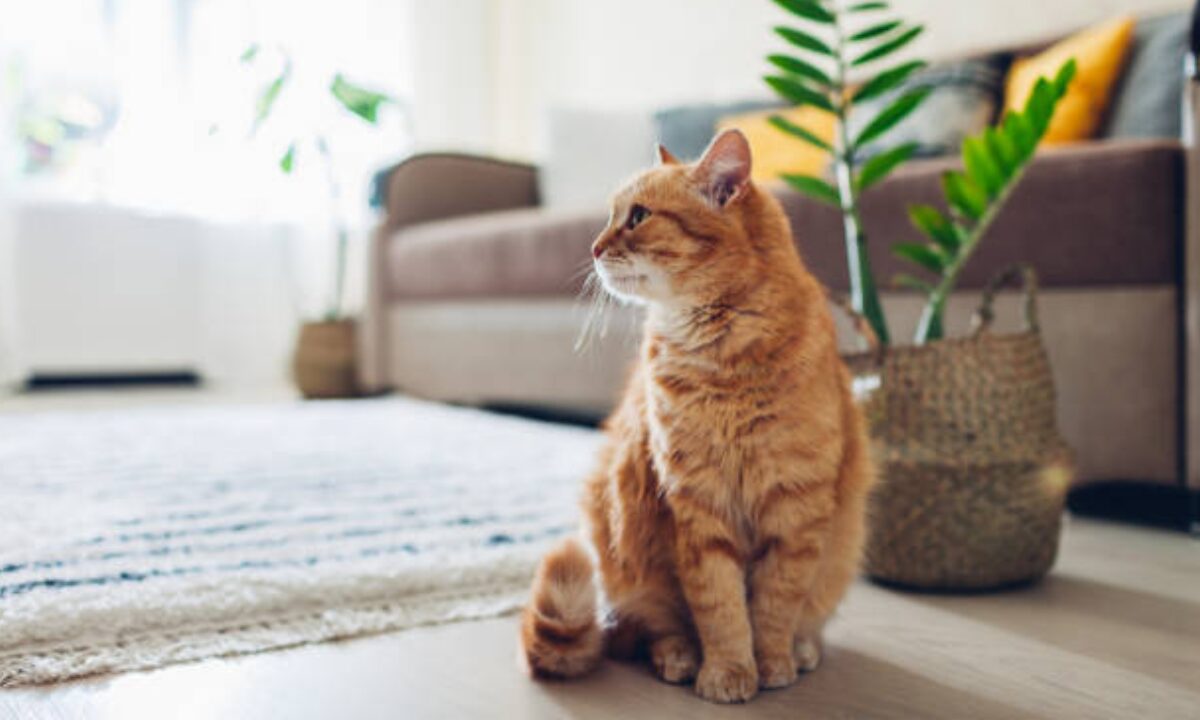 arena para gatos - La mejor arena para gatos: ¡descubre nuestra selección! 1 arena para gatos la mejor arena para gatos descubre nuestra seleccion