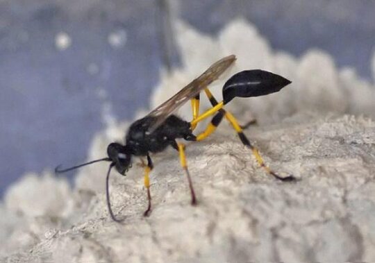 Avispa: ¿Por qué su abdomen está separado? Todo lo que necesitas saber 3 La fascinante belleza y poderío de la soberana de las avispas