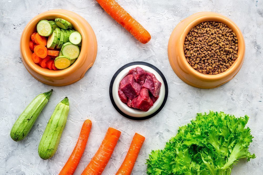 Beneficios del zapallo para gatos: una opción saludable y deliciosa 1 beneficios del zapallo para gatos una opcion saludable y deliciosa