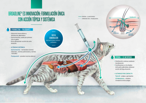 broadline gatos prospecto91