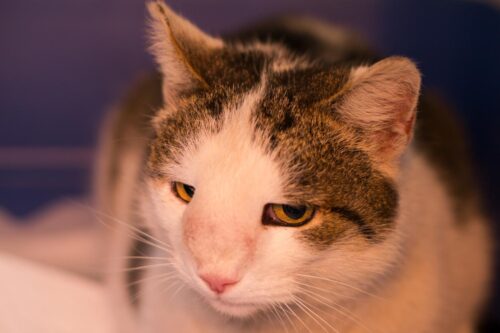 bulto en gato47