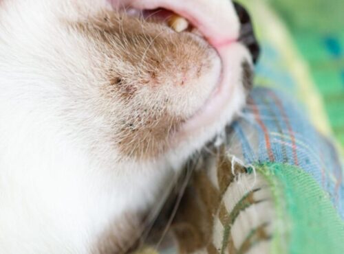 Tipos de bultos en gatos