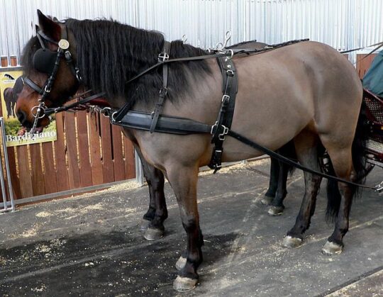 Caballos Frisones Blancos: Belleza y Elegancia en su Máxima Expresión 2 caballos frisones blancos belleza y elegancia en su maxima