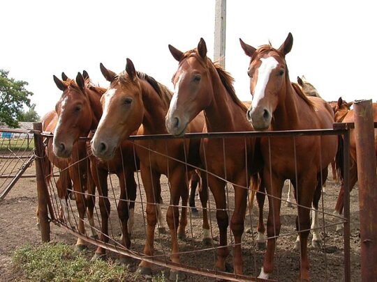 Caballos Frisones Blancos: Belleza y Elegancia en su Máxima Expresión 3 El misterio de los colores en los majestuosos caballos frisones