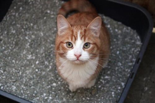 calculos de estruvita en gatos86
