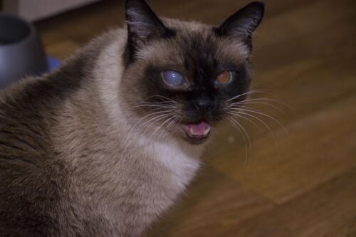Razones comunes de la pérdida de visión en gatos