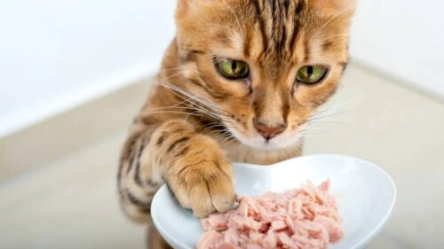 3. Dietas especiales